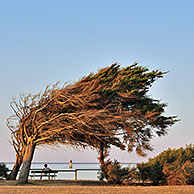 Omgebogen bomen door aanhoudende westenwind op het eiland Ile d'Oléron, Charente-Maritime, Frankrijk
