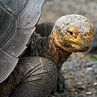 Galapagosreuzenschildpad / Galapagos landschildpad (Geochelone elephantopus), eiland Santa Cruz, Galapagos
