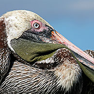 Bruine pelikaan (Pelecanus occidentalis) close-up, Puerto Egas op het eiland Santiago, Galapagos

