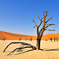 Dode Acacia erioloba bomen in Dodevlei / Deadvlei, een witte kleivlakte in het Namib-Naukluft Nationaal Park, Namibië 
