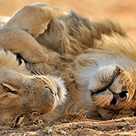 Twee Afrikaanse leeuwen (Panthera leo) slapend in de Kalahari woestijn, Zuid-Afrika
