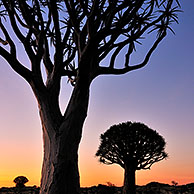 Kokerbomen (Aloe dichotoma) bij zonsondergang, Namibië
