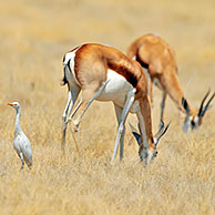 Juveniele koereiger (Bubulcus ibis) en grazende springbokken, Etosha Nationaal Park, Namibië
