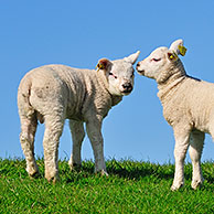 Texelse schaap (Ovis aries) met lammeren in grasland op dijk, Texel, Nederland
