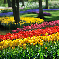 Kleurrijke tulpen (Tulipa sp.) in bloementuin van Keukenhof, Nederland
