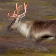 Rendier (Rangifer tarandus) kudde grazend op de toendra in de herfst, Jämtland, Zweden
 
 