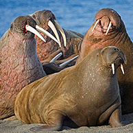 Walrus kolonie (Odobenus rosmarus) in het Prins Karl Forland Nationaal Park, Svalbard, Spitsbergen
