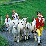 Kinderen in traditionele klederdracht hoeden geiten, Alpaufzug, Appenzell, Zwitserland
