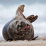 Grijze zeehond / kegelrob (Halichoerus grypus) mannetje op strand in de branding
