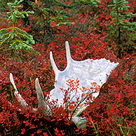 Afgeworpen gewei van eland (Alces alces) in de toendra in de herfst, Denali NP, Alaska, US
