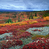 De toendra in zijn herfstkleuren, Denali NP, Alaska, US
