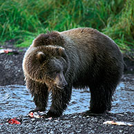 Kodiakbeer eet gevangen zalm naast rivier (Ursus arctos middendorfi), Kodiak, Alaska, US
