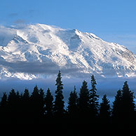 De bergen van de Alaska Range en Wonder Lake met Kleine zwanen (Cygnus columbianus) in het Denali NP, Alaska, US
