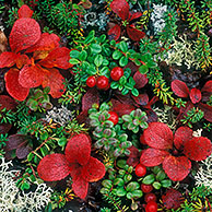 Rode bosbes (Vaccinium vitis-idaea) en rode berendruif (Arctostaphylos rubra) tussen rendiermos in het Denali NP, Alaska, US
