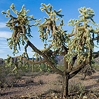 Chain fruit / Jumping cholla (Cylindropuntia fulgida) Organ Pipe Cactus National Monument, Arizona, VS
