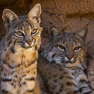 Twee Rode lynxen (Lynx rufus / Felis rufus) in grot, Arizona, US