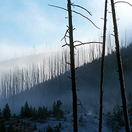 Verschroeide bomen na bosbrand, Yellowstone NP, Wyoming, US