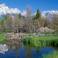Amerikaanse beverdam and beverburcht (Castor canadensis) Grand Teton NP, Wyoming, US