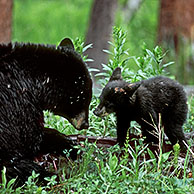Wijfje zwarte beer met jong (Ursus americanus), Yellowstone NP, Wyoming, US